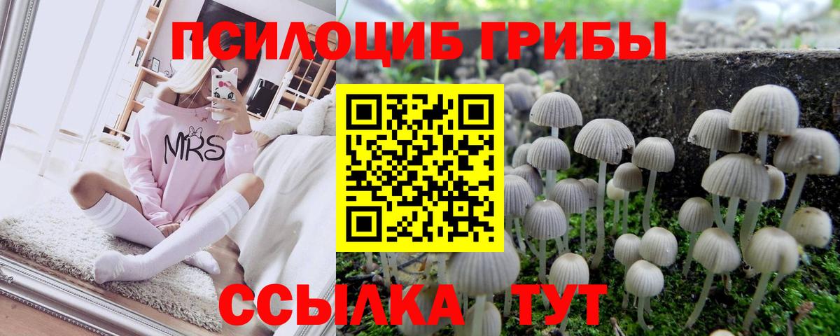 Сокол  Псилоцибиновые грибы Cubensis  Вход с VPN 